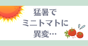 ミニトマト高温障害