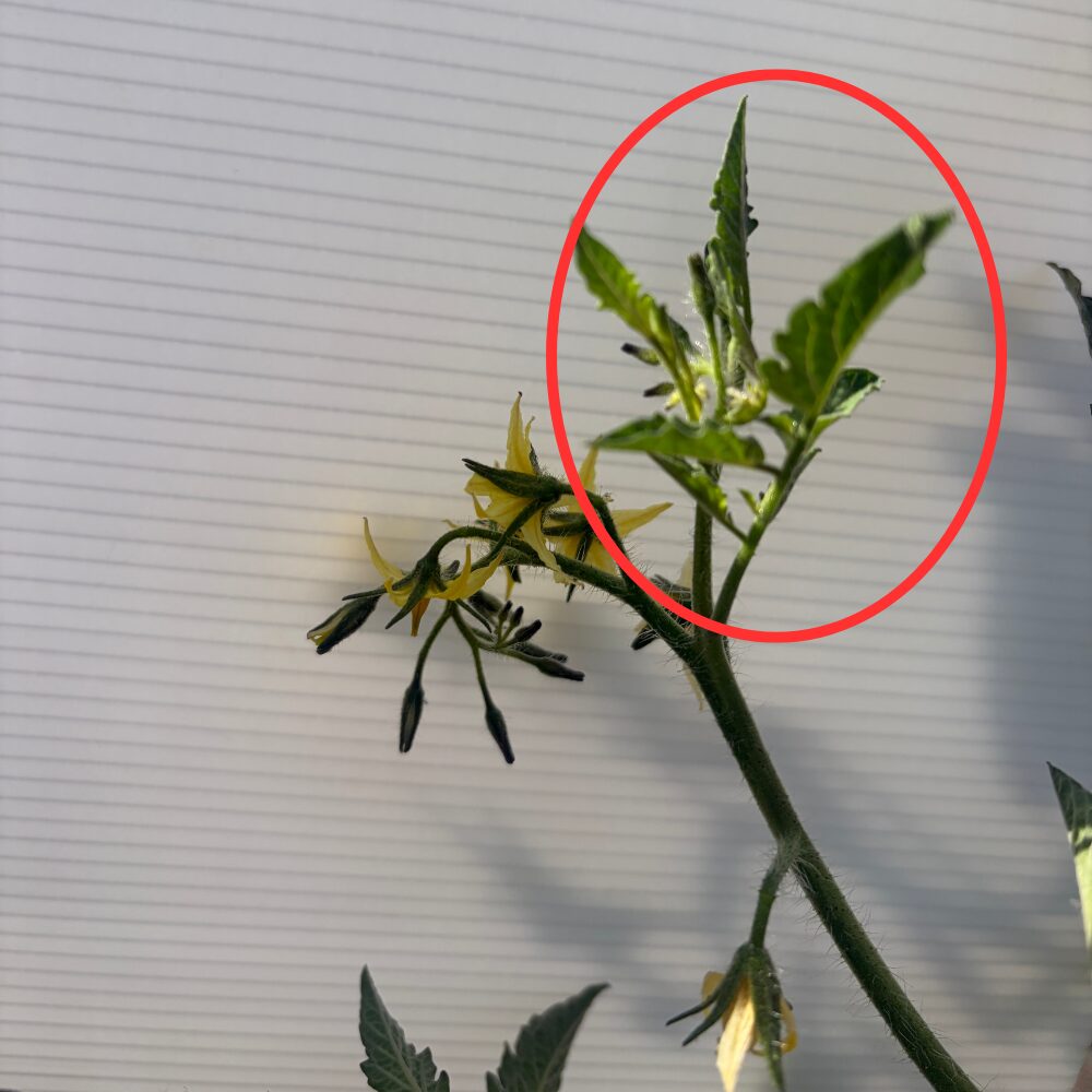 花房から葉