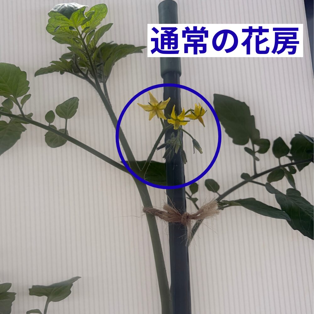 通常の花房