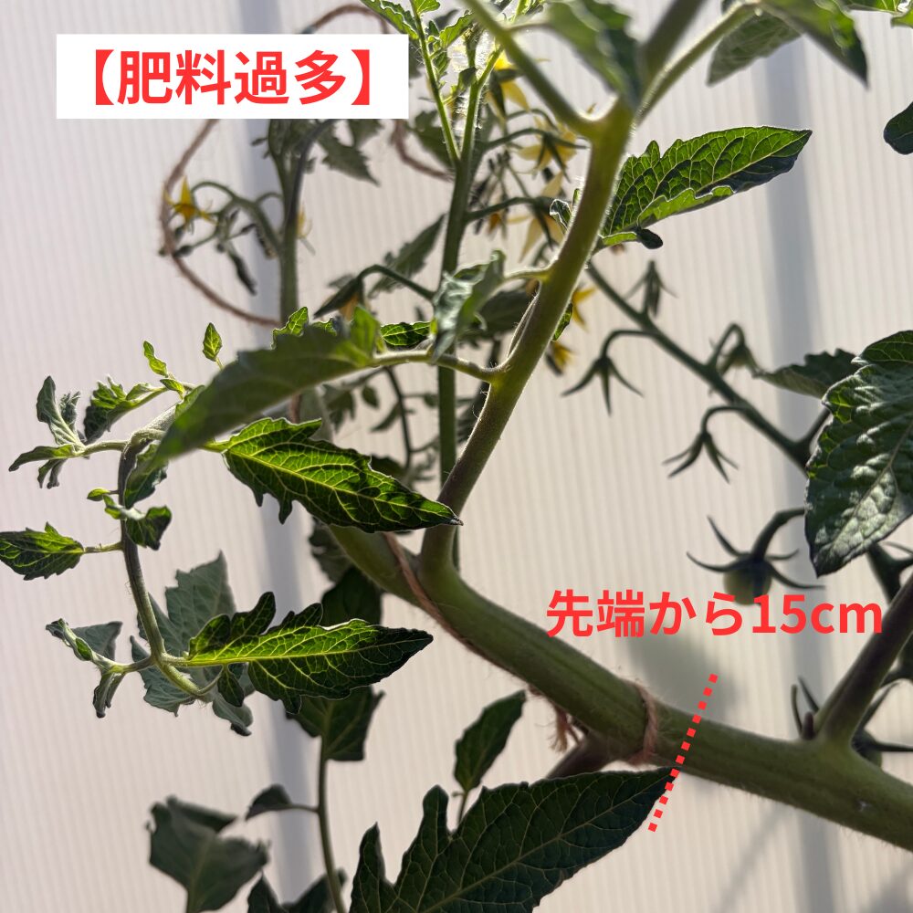 肥料過多の茎