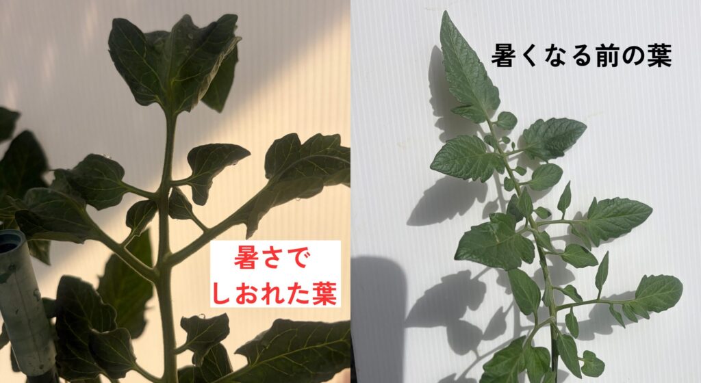 暑さでしおれたミニトマトの葉