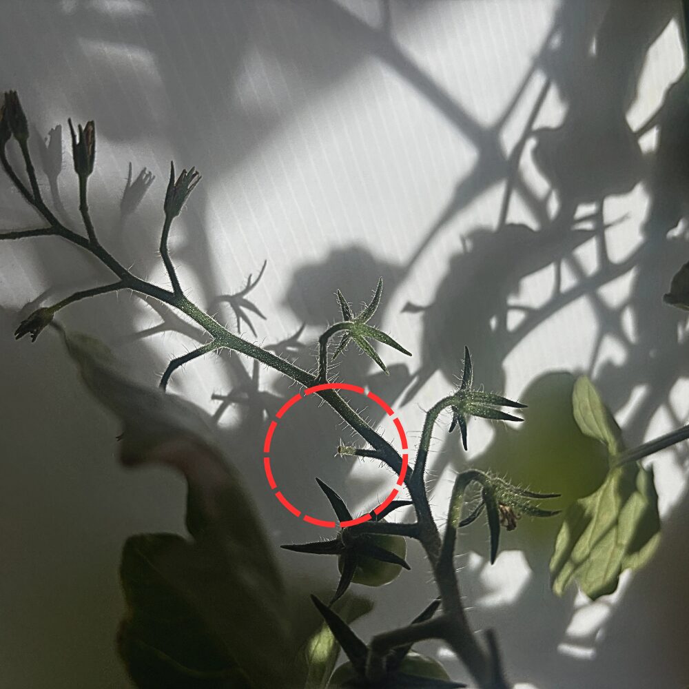 花落ちしたミニトマト