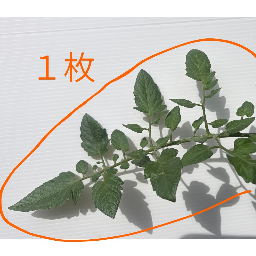 ミニトマトの葉の数え方